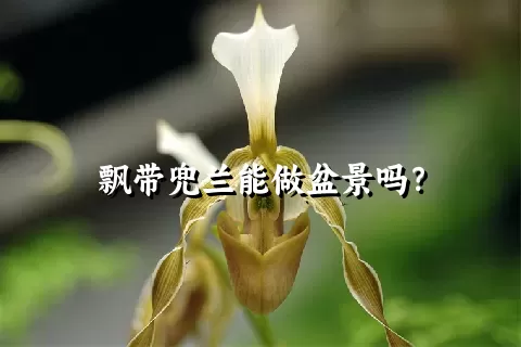 飘带兜兰能做盆景吗？