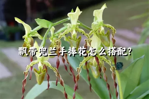 飘带兜兰手捧花怎么搭配？