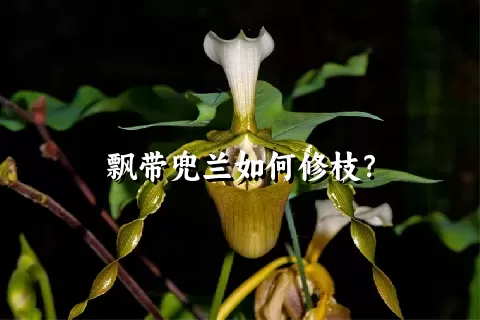 飘带兜兰如何修枝？