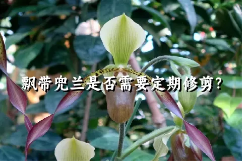 飘带兜兰是否需要定期修剪？