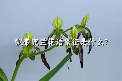 飘带兜兰花语象征是什么？