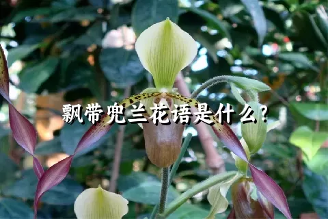 飘带兜兰花语是什么？