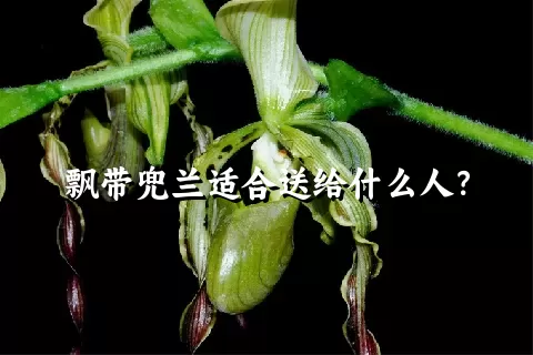 飘带兜兰适合送给什么人？