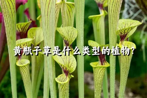 黄瓶子草是什么类型的植物？