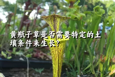 黄瓶子草是否需要特定的土壤条件来生长？