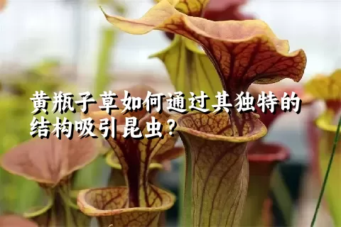 黄瓶子草如何通过其独特的结构吸引昆虫？