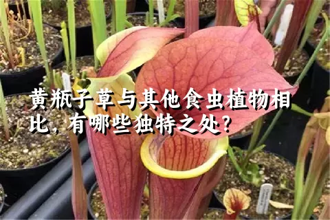 黄瓶子草与其他食虫植物相比，有哪些独特之处？