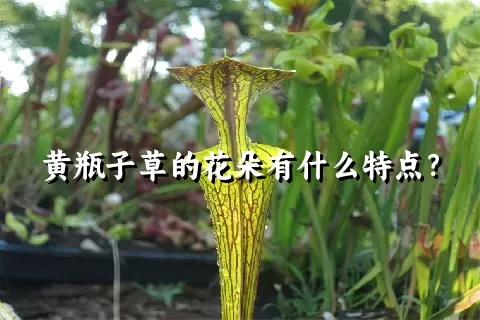 黄瓶子草的花朵有什么特点？