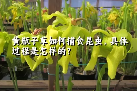 黄瓶子草如何捕食昆虫，具体过程是怎样的？