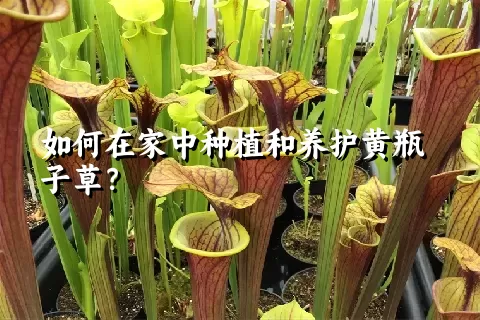 如何在家中种植和养护黄瓶子草？