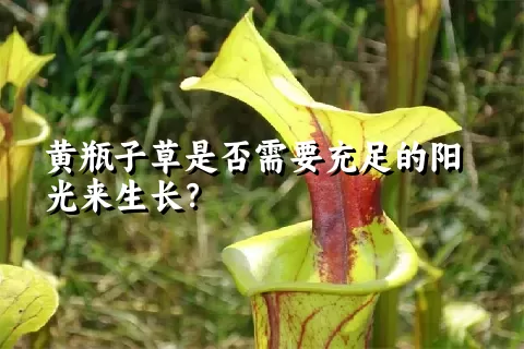 黄瓶子草是否需要充足的阳光来生长？