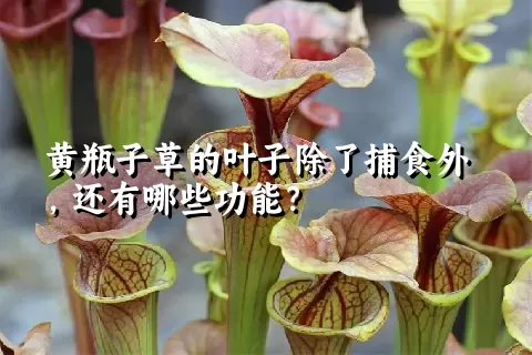 黄瓶子草的叶子除了捕食外，还有哪些功能？