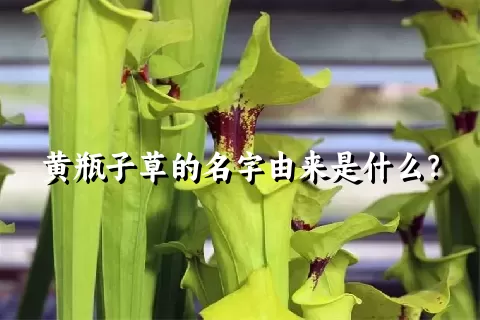 黄瓶子草的名字由来是什么？