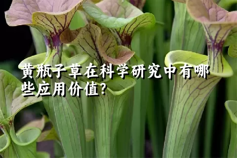 黄瓶子草在科学研究中有哪些应用价值？