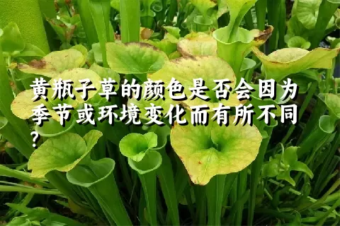 黄瓶子草的颜色是否会因为季节或环境变化而有所不同？