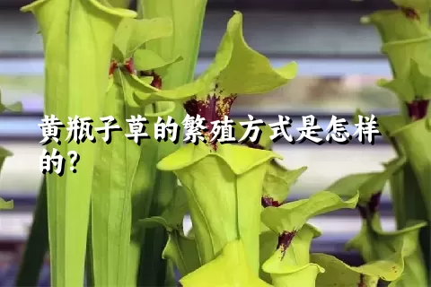 黄瓶子草的繁殖方式是怎样的？