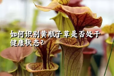 如何识别黄瓶子草是否处于健康状态？