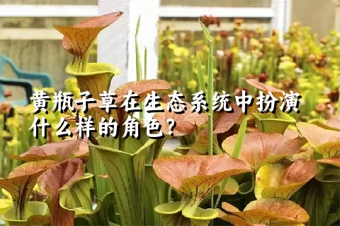 黄瓶子草在生态系统中扮演什么样的角色？