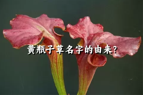 黄瓶子草名字的由来？