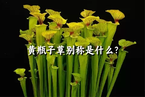 黄瓶子草别称是什么？