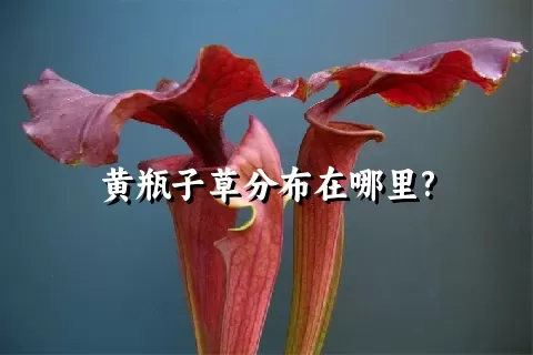 黄瓶子草分布在哪里?