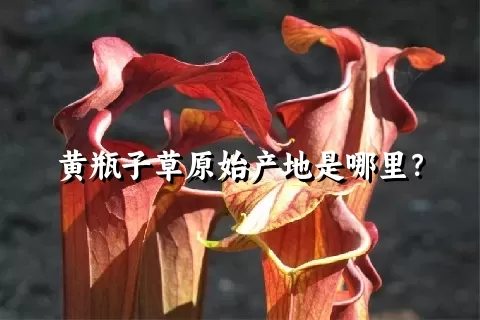 黄瓶子草原始产地是哪里？