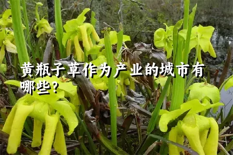 黄瓶子草作为产业的城市有哪些？