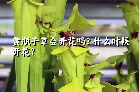 黄瓶子草会开花吗？什么时候开花？