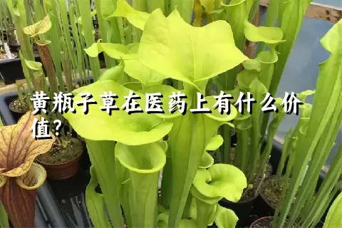 黄瓶子草在医药上有什么价值？