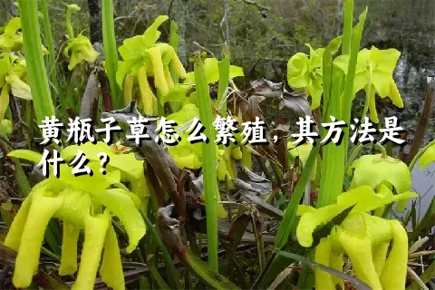 黄瓶子草怎么繁殖，其方法是什么？