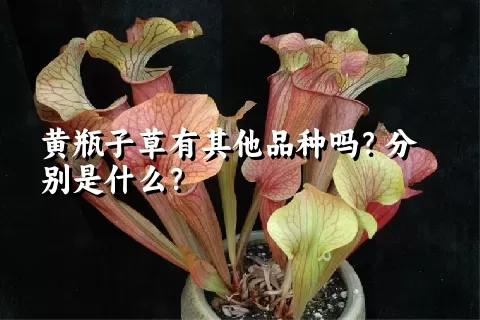 黄瓶子草有其他品种吗？分别是什么？