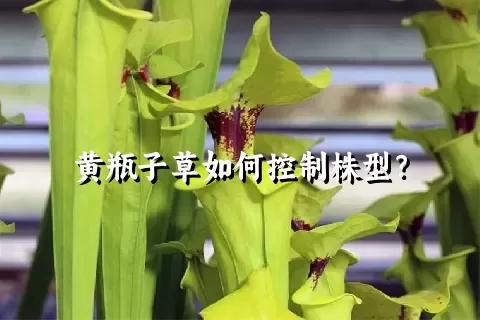 黄瓶子草如何控制株型？