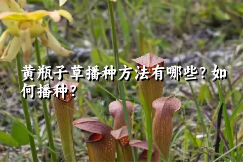 黄瓶子草播种方法有哪些？如何播种？