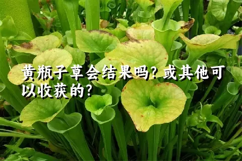 黄瓶子草会结果吗？或其他可以收获的？