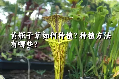 黄瓶子草如何种植？种植方法有哪些？