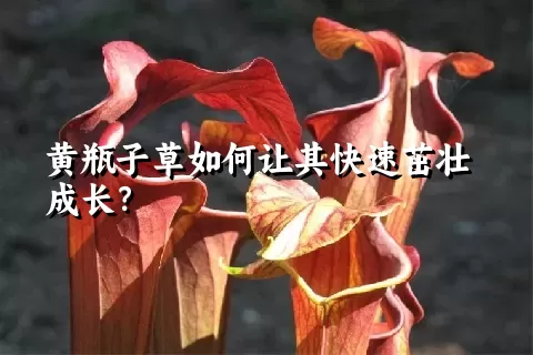 黄瓶子草如何让其快速茁壮成长？