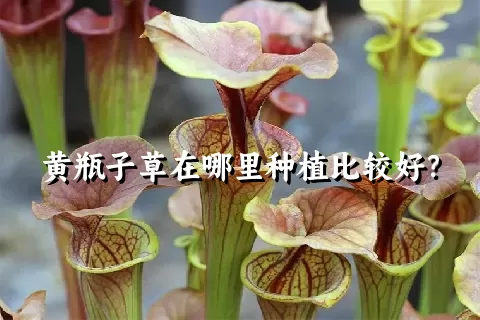 黄瓶子草在哪里种植比较好？