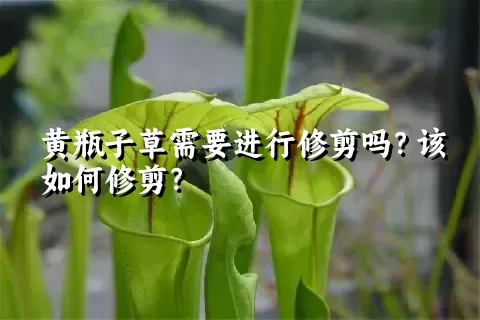 黄瓶子草需要进行修剪吗？该如何修剪？