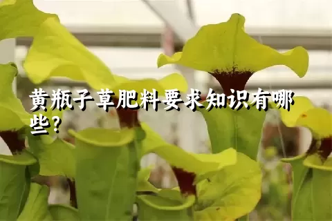 黄瓶子草肥料要求知识有哪些？