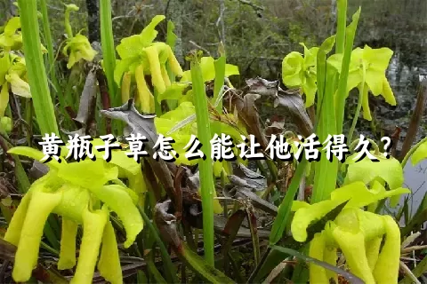 黄瓶子草怎么能让他活得久？