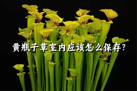 黄瓶子草室内应该怎么保存？