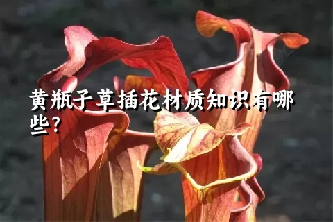 黄瓶子草插花材质知识有哪些？