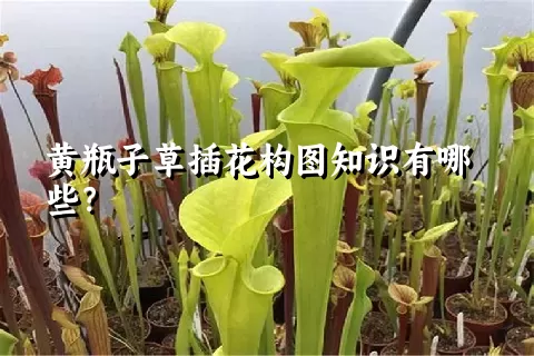 黄瓶子草插花构图知识有哪些？