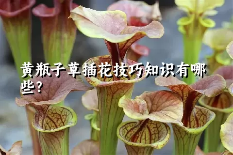 黄瓶子草插花技巧知识有哪些？