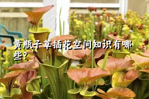 黄瓶子草插花空间知识有哪些？