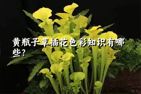 黄瓶子草插花色彩知识有哪些？