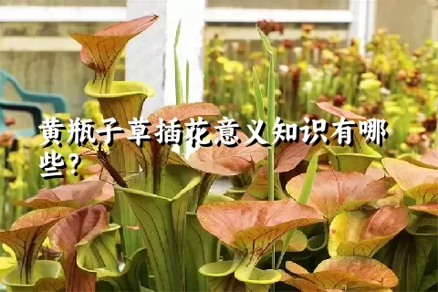 黄瓶子草插花意义知识有哪些？