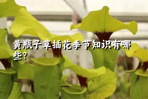 黄瓶子草插花季节知识有哪些？