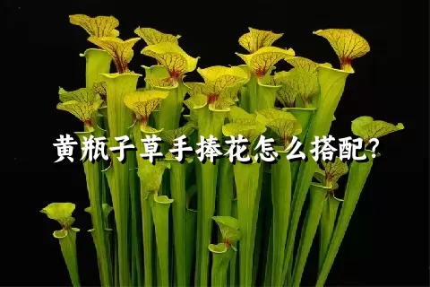 黄瓶子草手捧花怎么搭配？