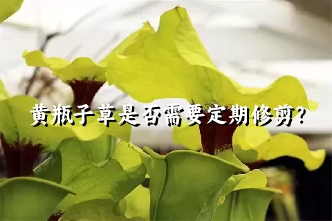 黄瓶子草是否需要定期修剪？